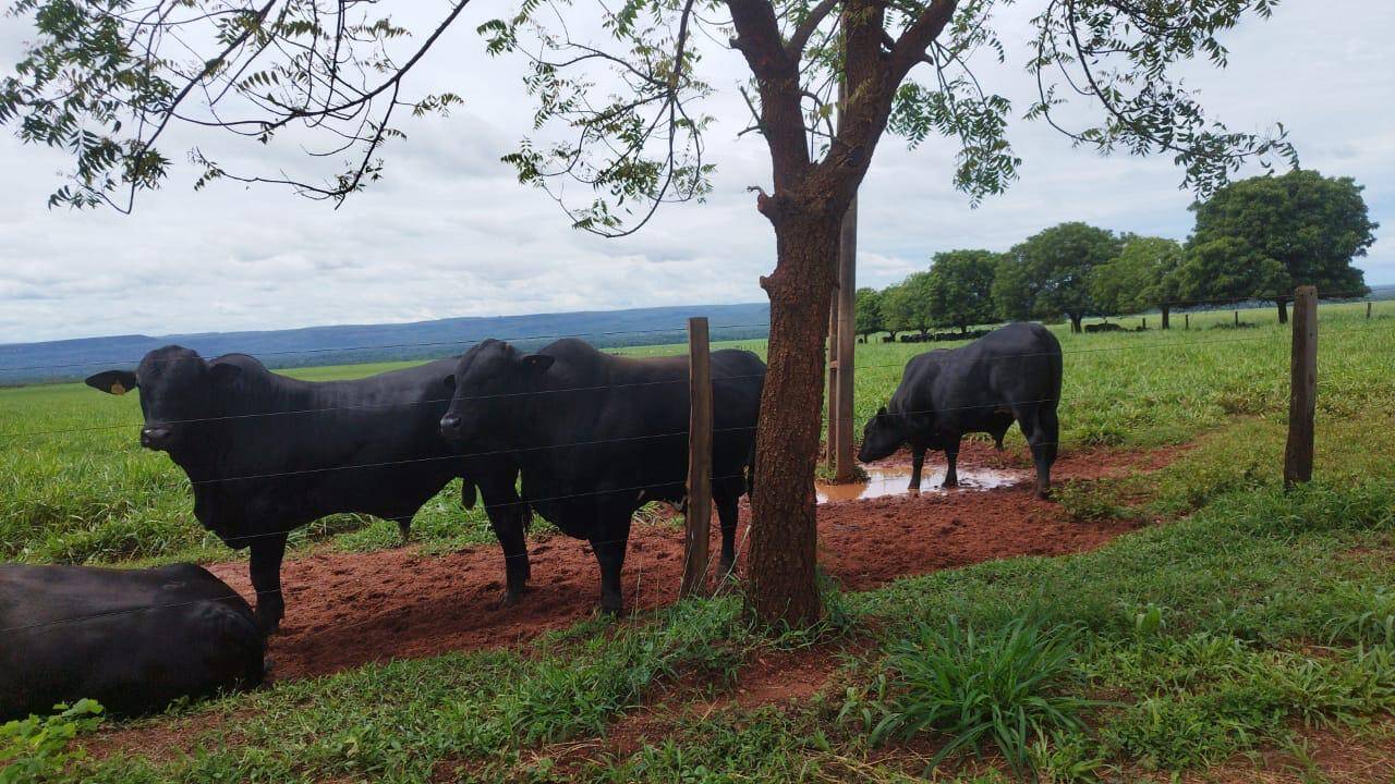 Terreno à venda - Foto 1